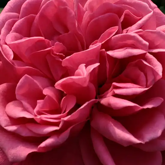 Comanda trandafiri online - Roz - trandafiri târâtori și cățărători, Climber - trandafir cu parfum intens - Rosa Titian - Francis Lewis Riethmuller - ,-